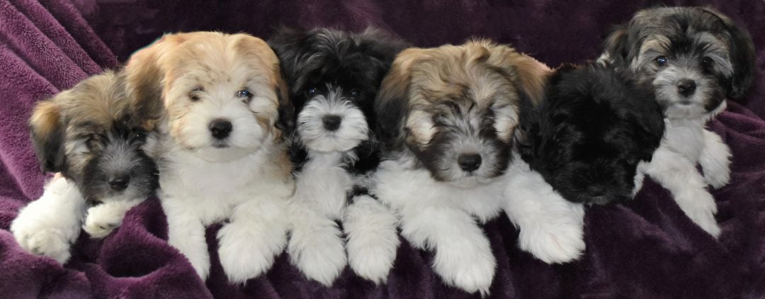 havanese-puppies